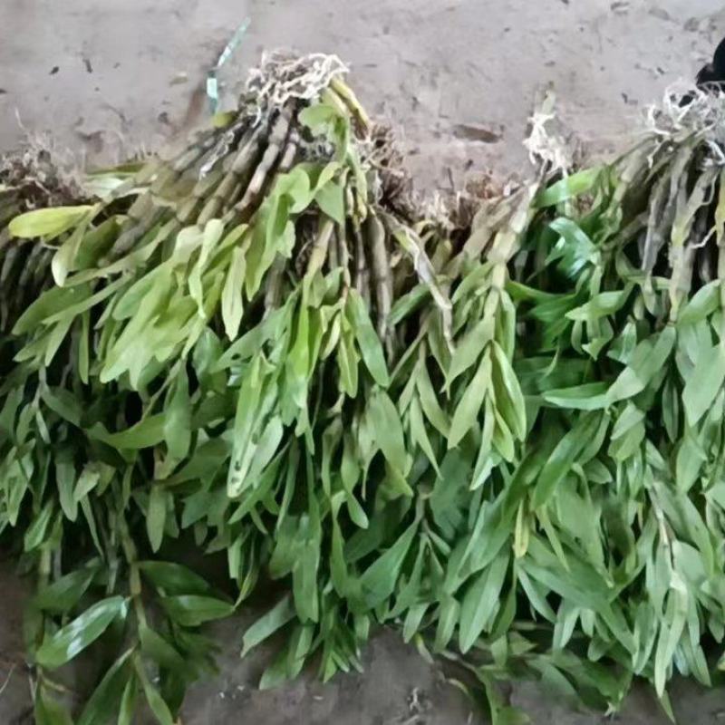 水果石斛，花期超长，奶香型，价格美丽，可煲汤