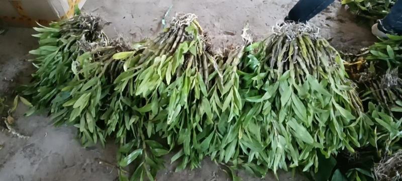 水果石斛，花期超长，奶香型，价格美丽，可煲汤
