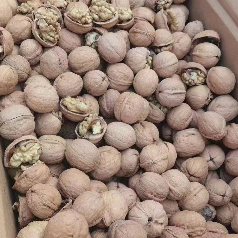 山东乐陵核桃，电商货质量保证，价格合适，可视频看货