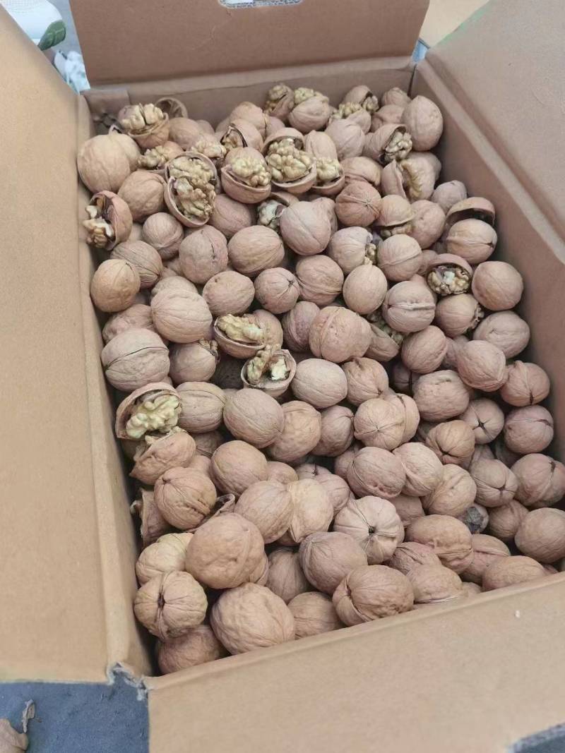 山东乐陵核桃，电商货质量保证，价格合适，可视频看货