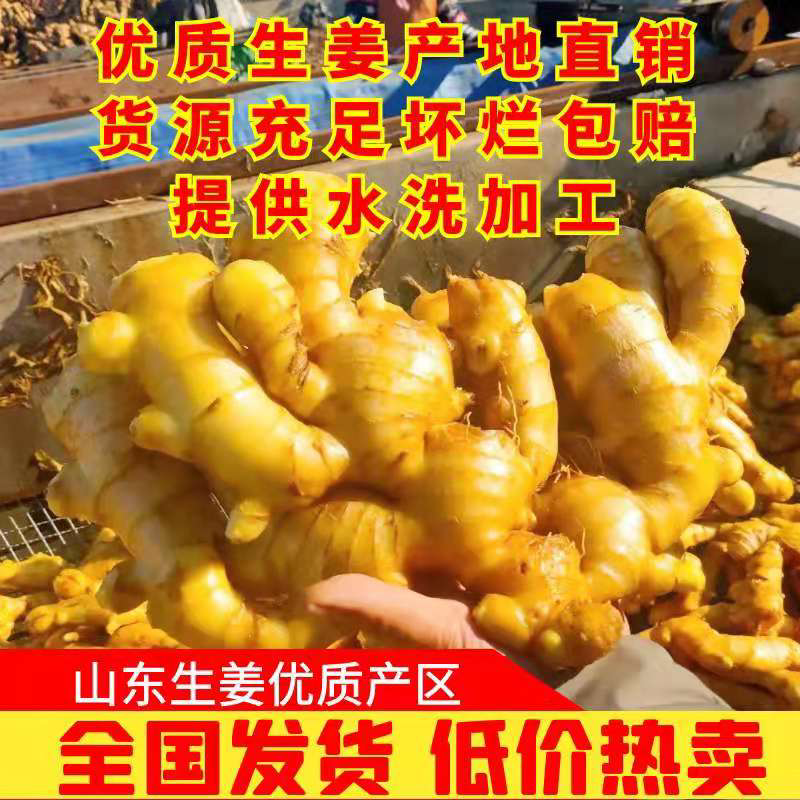 【精品】优质生姜，规格齐全，一手货源，保质保量，价格低