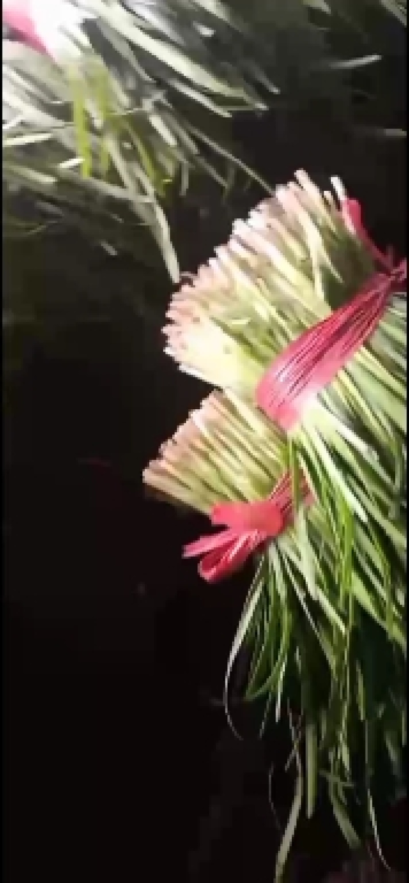 韭菜河北韭菜新鲜韭菜上市现割现卖欢迎电话咨询