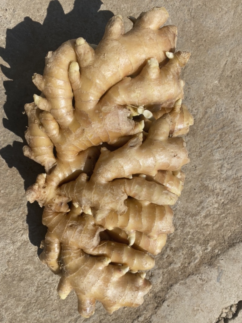 【精品】优质生姜，规格齐全，一手货源，保质保量，价格低