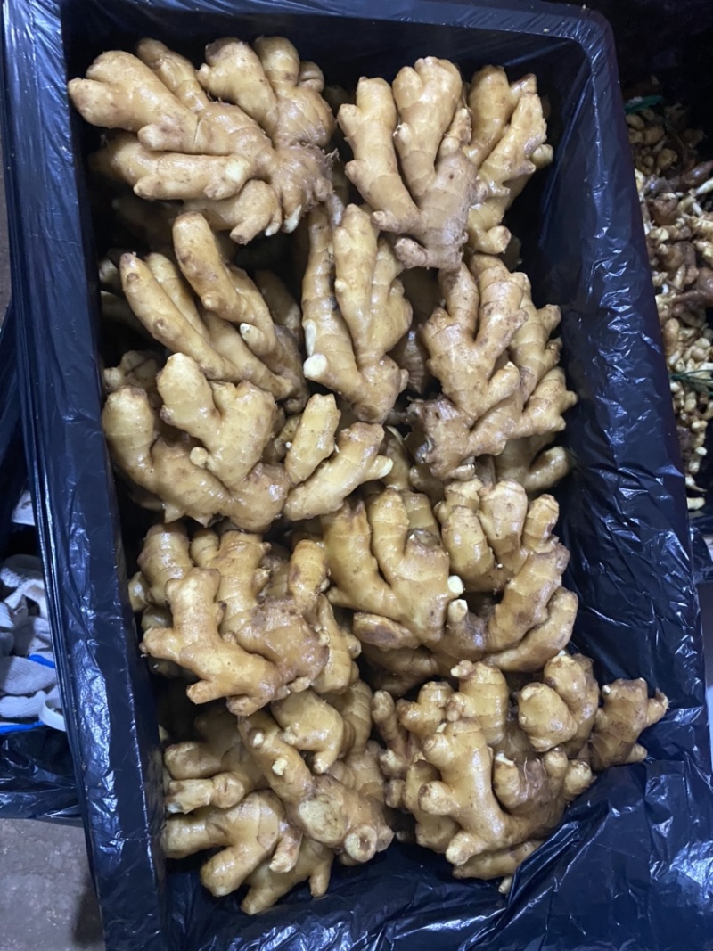【精品】优质生姜，规格齐全，一手货源，保质保量，价格低