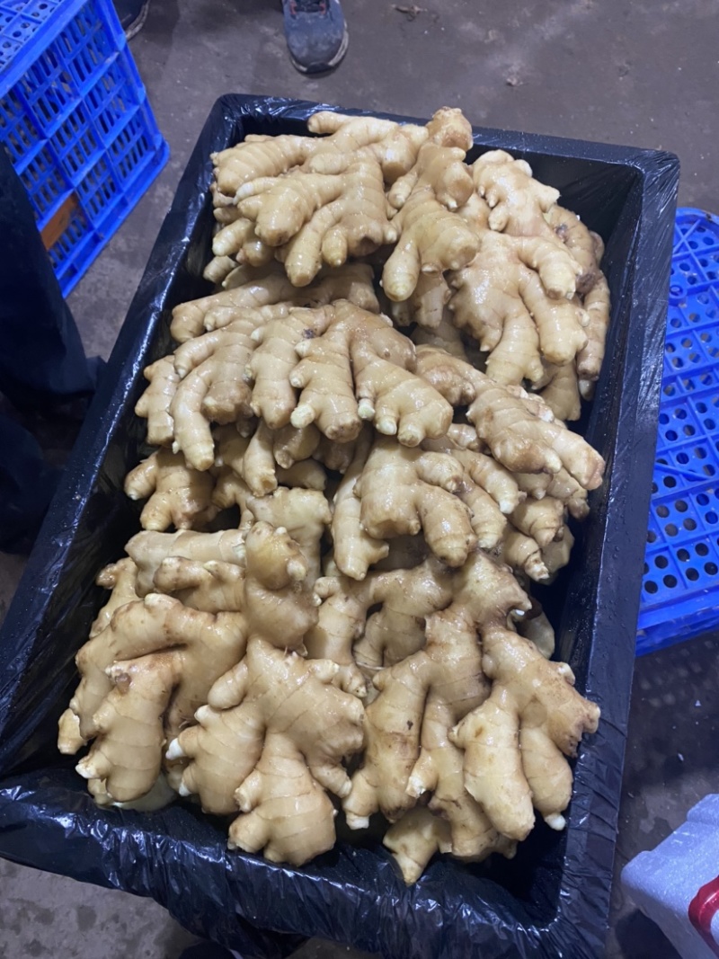 【精品】优质生姜，规格齐全，一手货源，保质保量，价格低