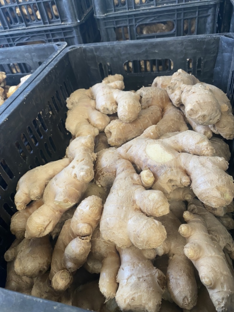 【精品】优质生姜，规格齐全，一手货源，保质保量，价格低
