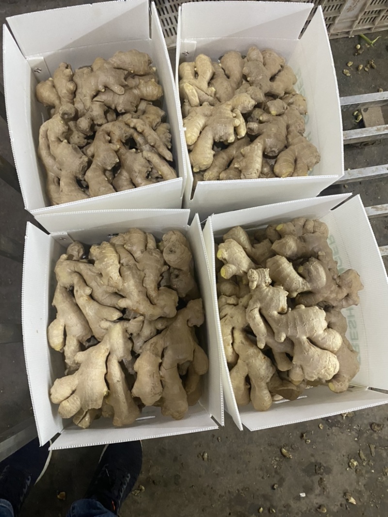 【精品】优质生姜，规格齐全，一手货源，保质保量，价格低