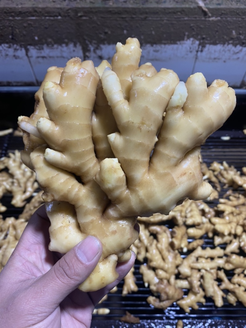 【精品】优质生姜，规格齐全，一手货源，保质保量，价格低