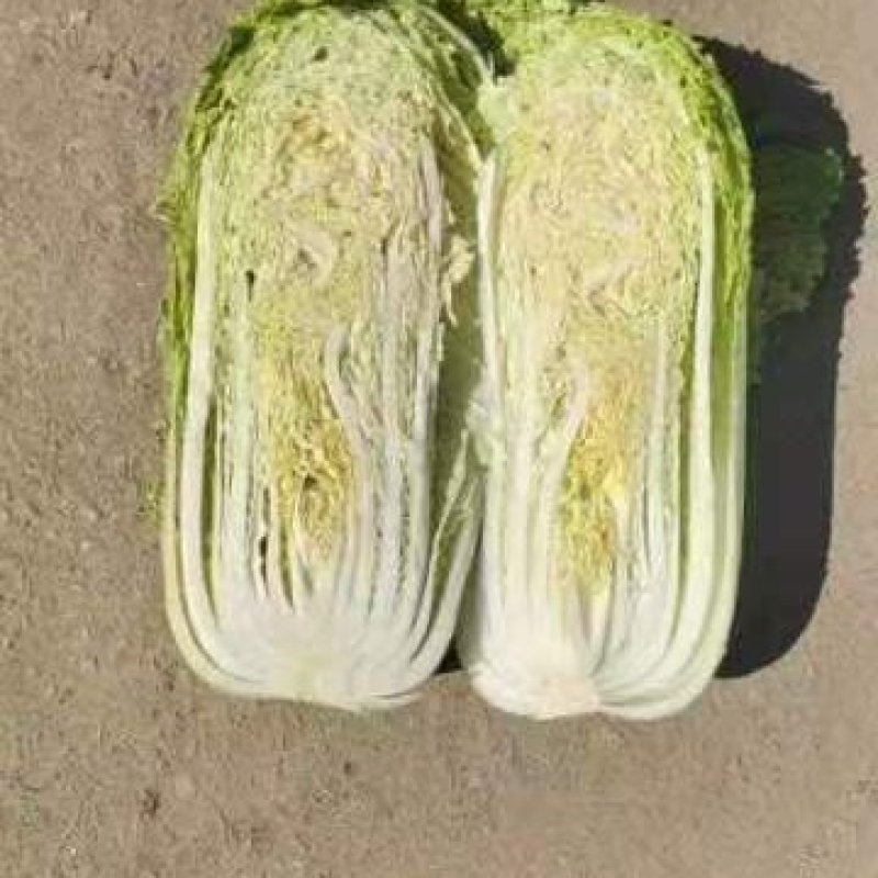 【实力商家】白菜北京三号白菜净菜山东精品常年有货