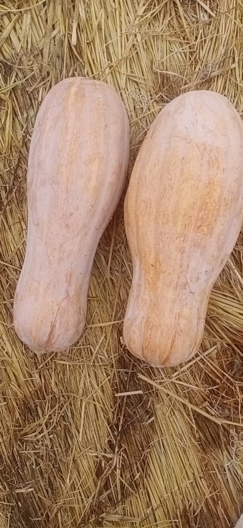 南瓜产地货源支持视频看货量大从优欢迎咨询