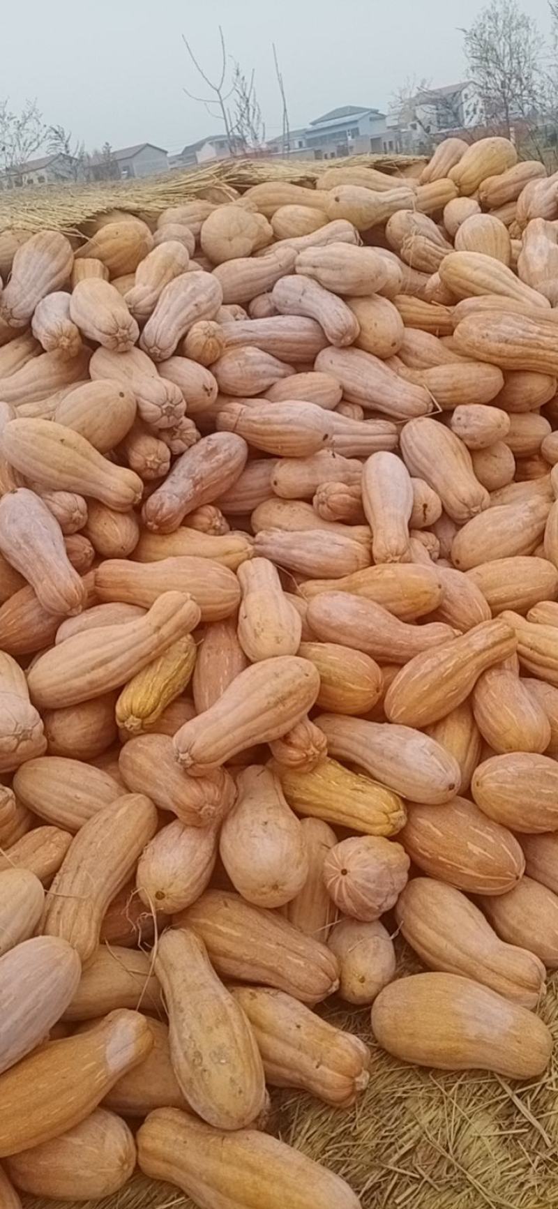 南瓜产地货源支持视频看货量大从优欢迎咨询