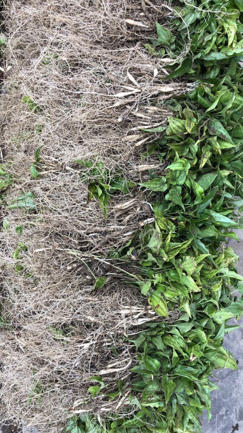 百部苗，湖北白花对叶大百部苗，，，，。，