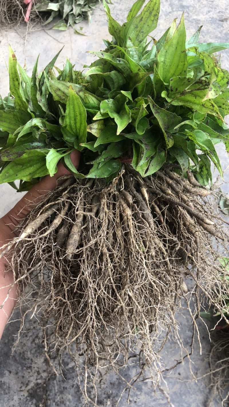 百部苗，湖北白花对叶大百部苗，，，，。，