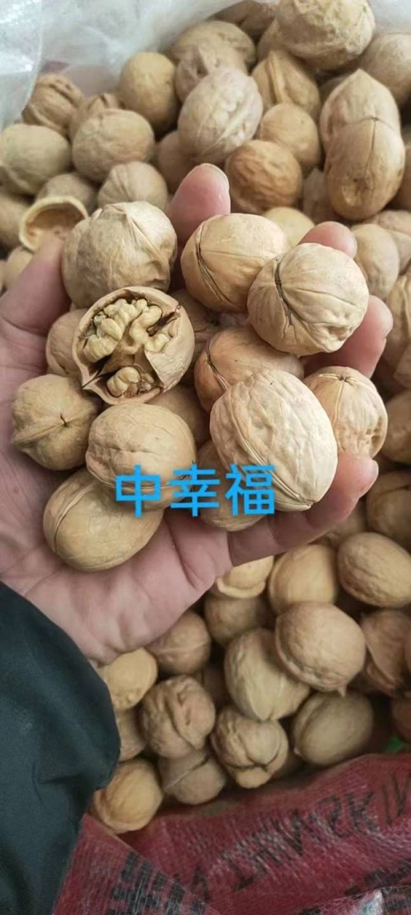 山东乐陵核桃，电商货质量保证，价格合适，可视频看货