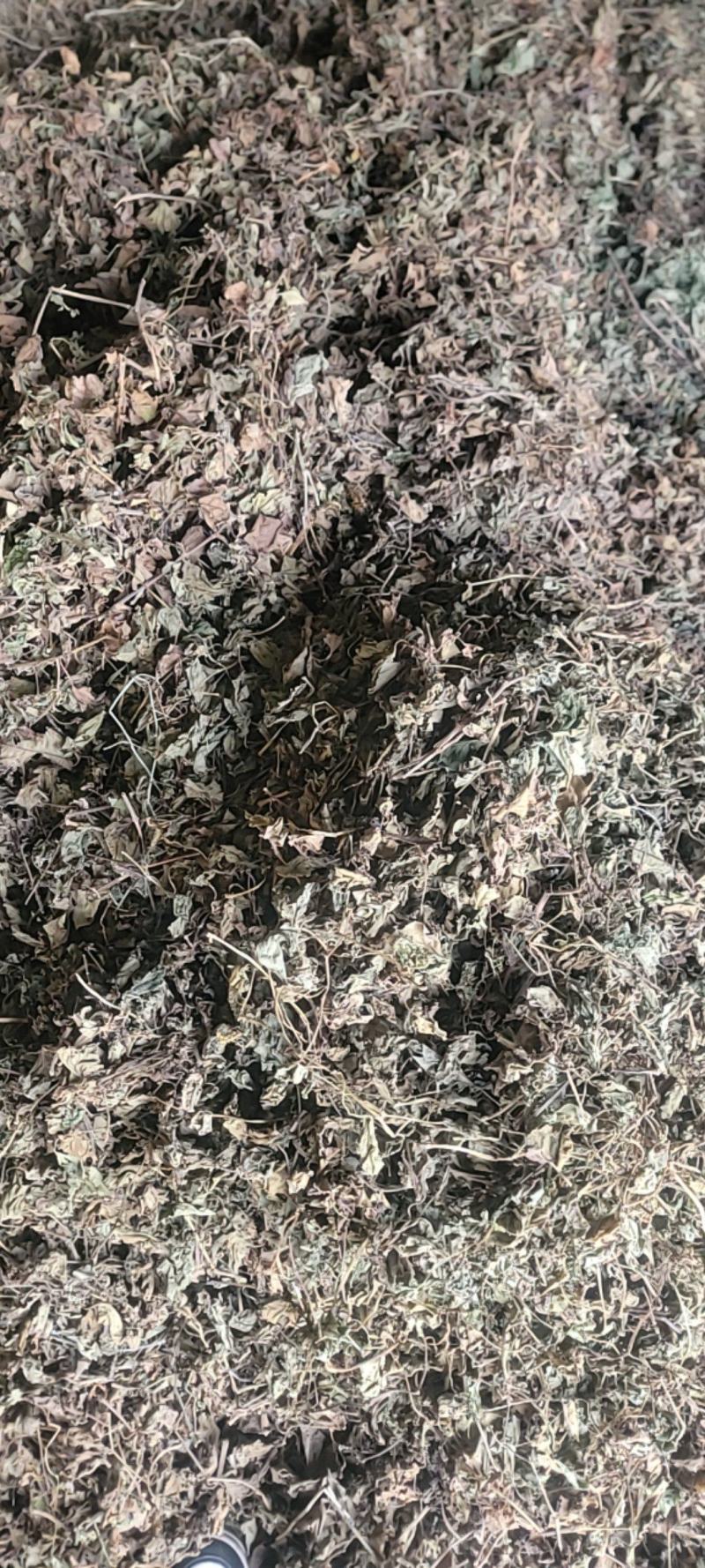 【鱼腥草】【产地直销】【家折耳根】【中药材】【量大从优】
