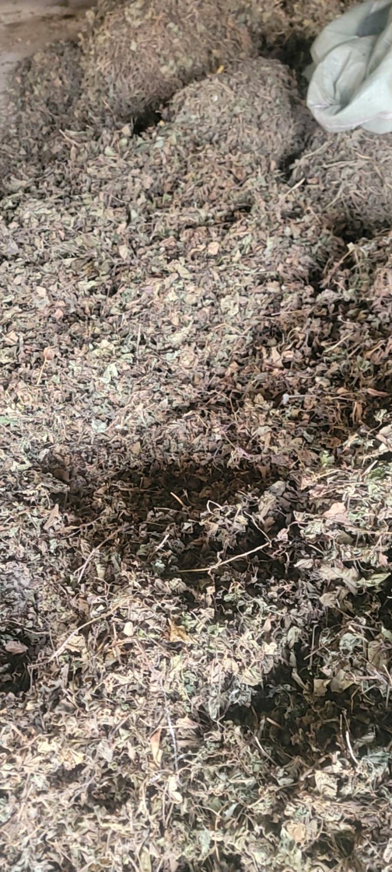 【鱼腥草】【产地直销】【家折耳根】【中药材】【量大从优】