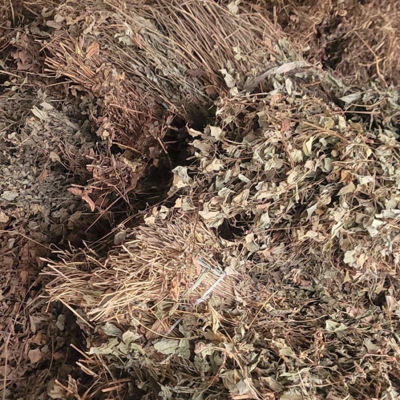 【鱼腥草】【产地直销】【家折耳根】【中药材】【量大从优】
