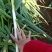 河南刚葱大量供应中，产地直发，诚信合作，客户至上