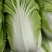 大白菜