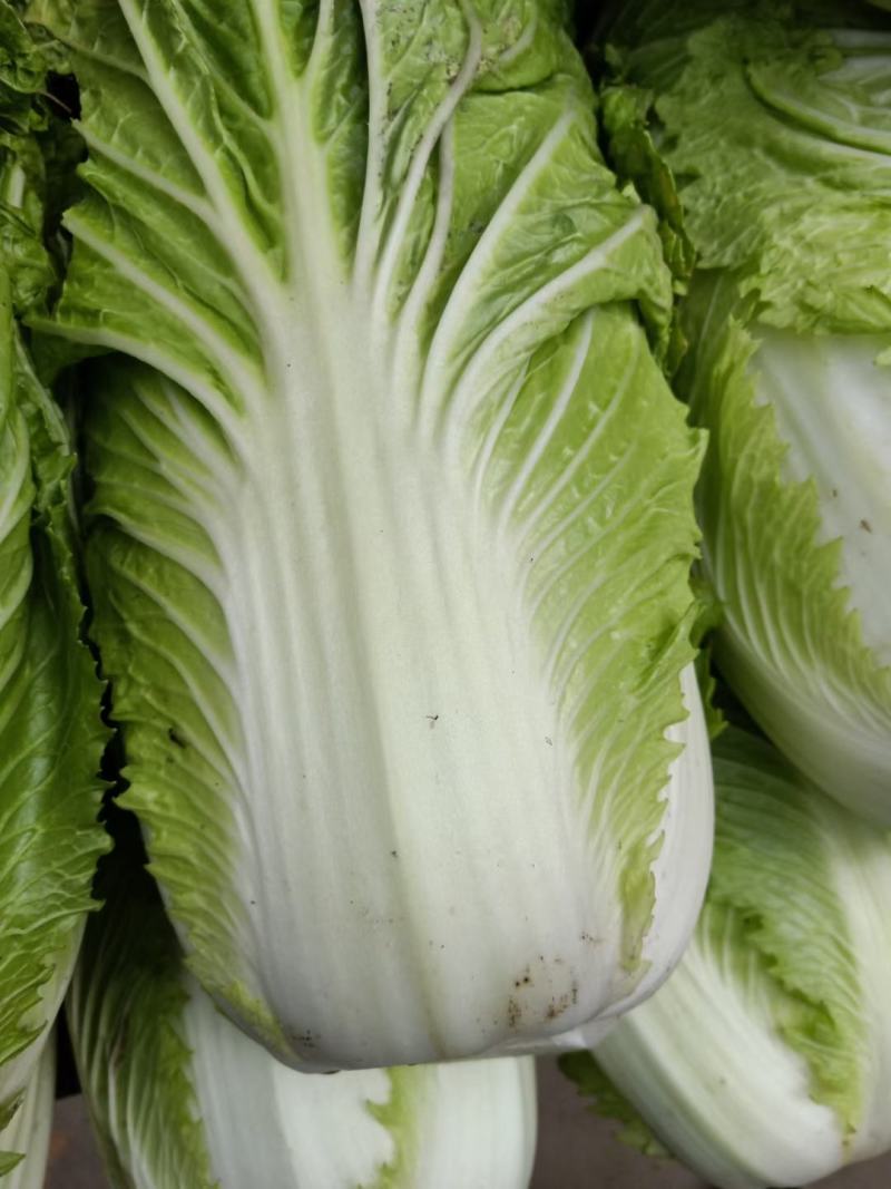 大白菜