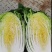 大白菜