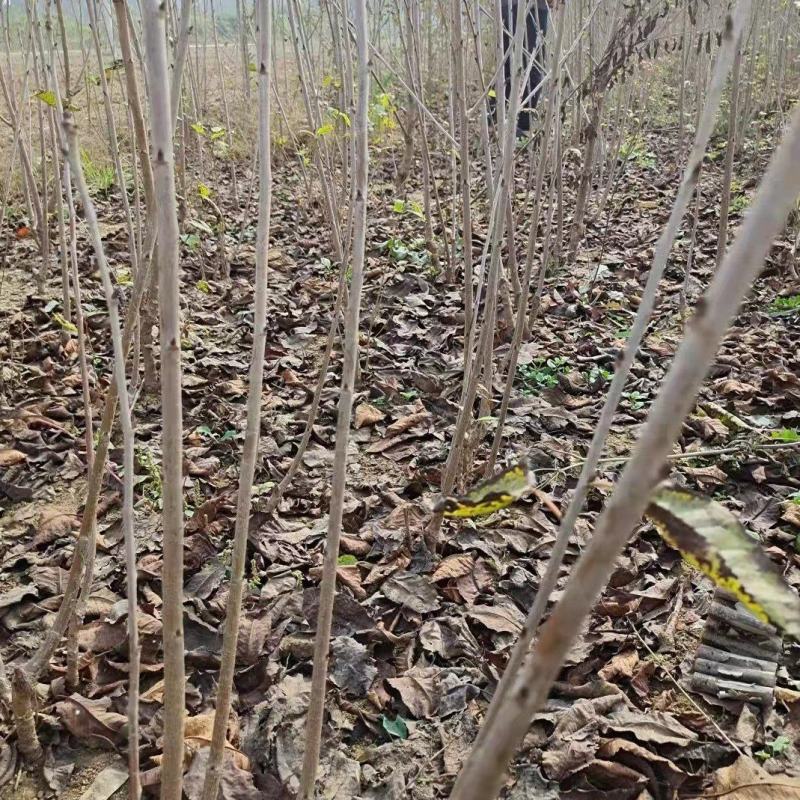 河南樱桃树苗支持视频看货全国发货欢迎前来电话咨询