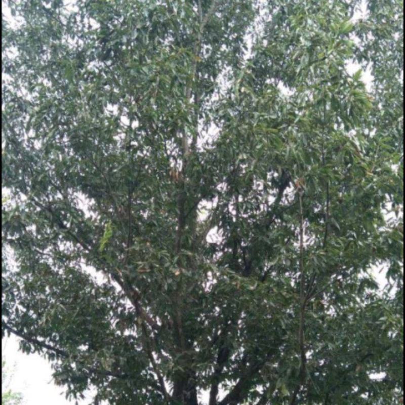 栓皮树