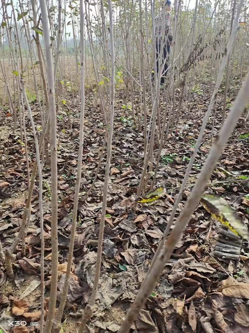 河南樱桃树苗支持视频看货全国发货欢迎前来电话咨询