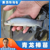 四川眉山天贵水产青龙棒规格齐全品质很好欢迎前来考察