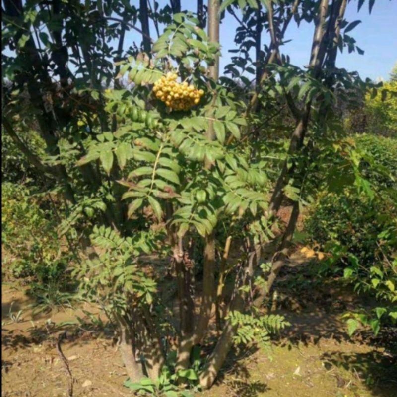 水榆花楸