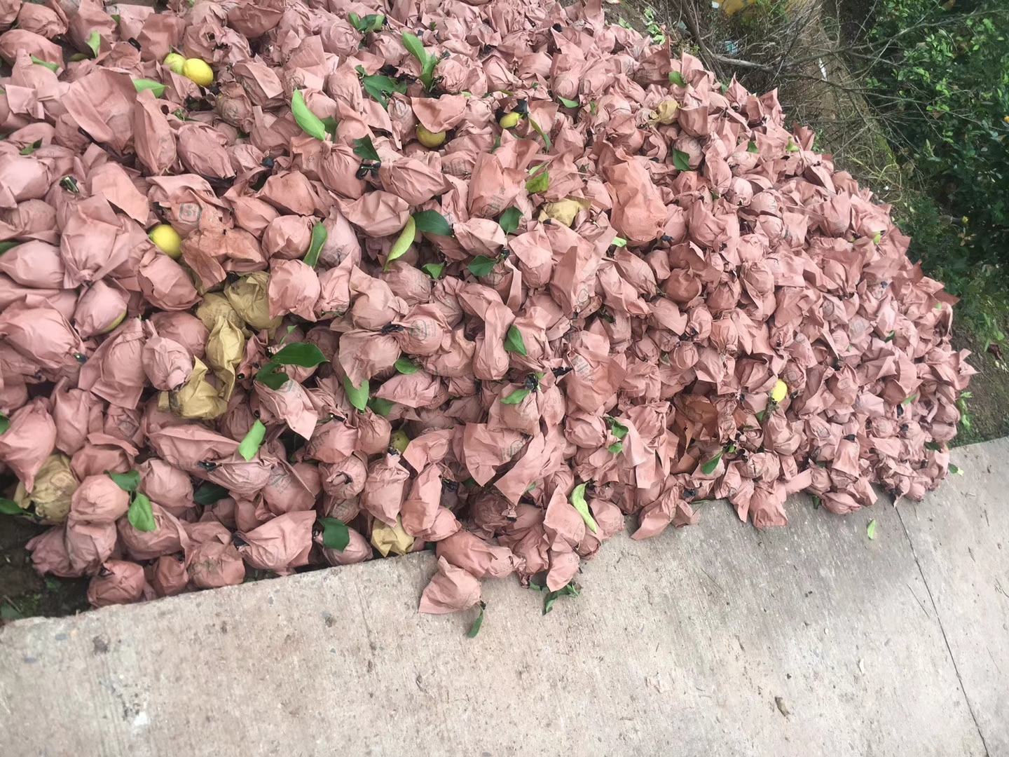 安岳尤力克柠檬果园