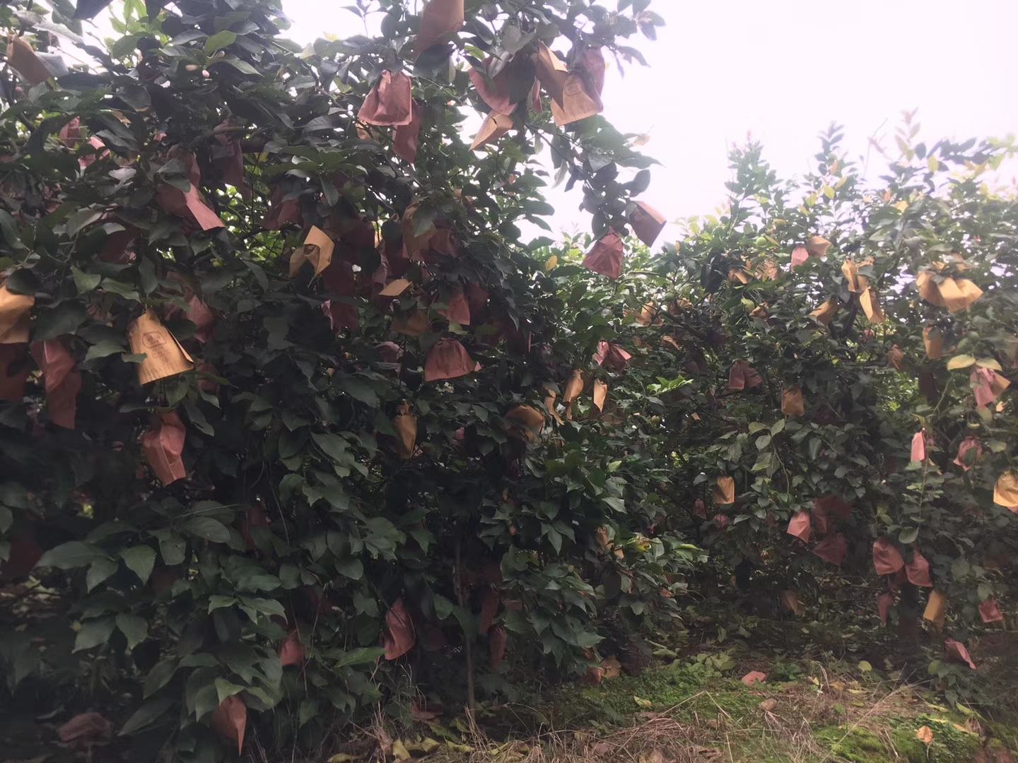 黄柠檬果实套袋处理现场
