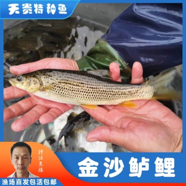 四川眉山金沙鲈鲤规格齐全品质很好欢迎前来考察