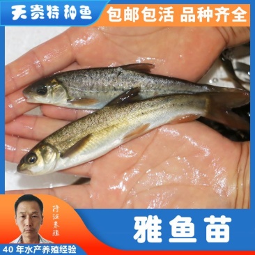 四川眉山天贵水产雅鱼苗规格齐全品质很好欢迎前来考察