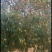 四照花