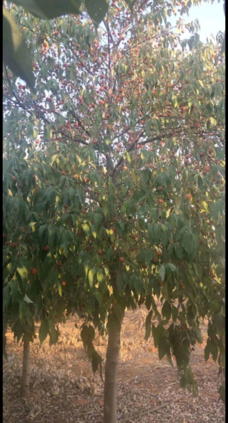 四照花