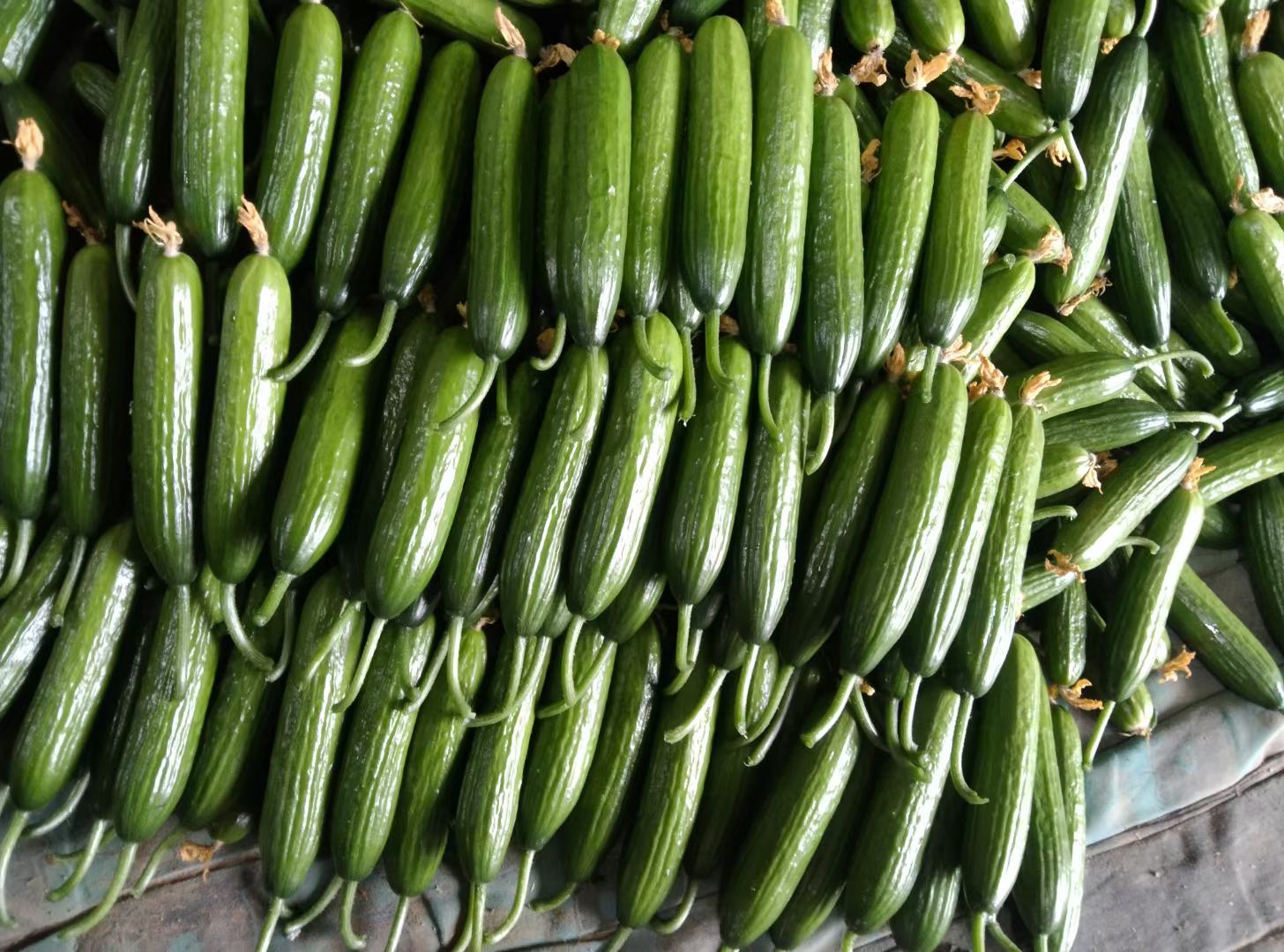 黄瓜热量对比图