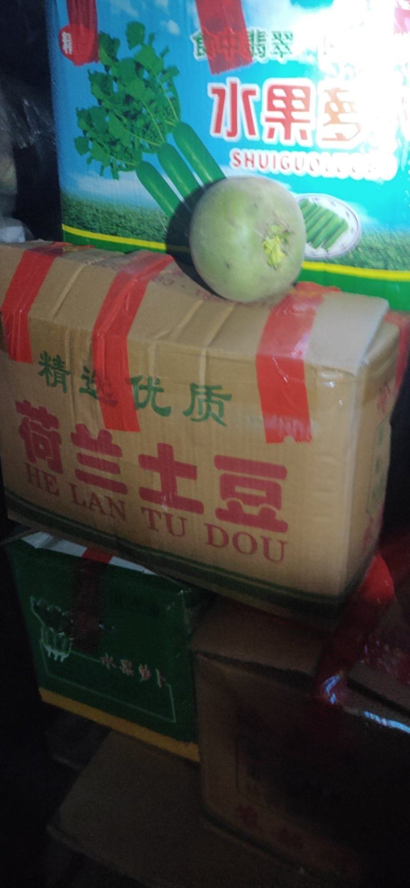 满堂红心里美萝卜大量供应不康心不花心质量有保
