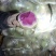 满堂红心里美萝卜大量供应不康心不花心质量有保