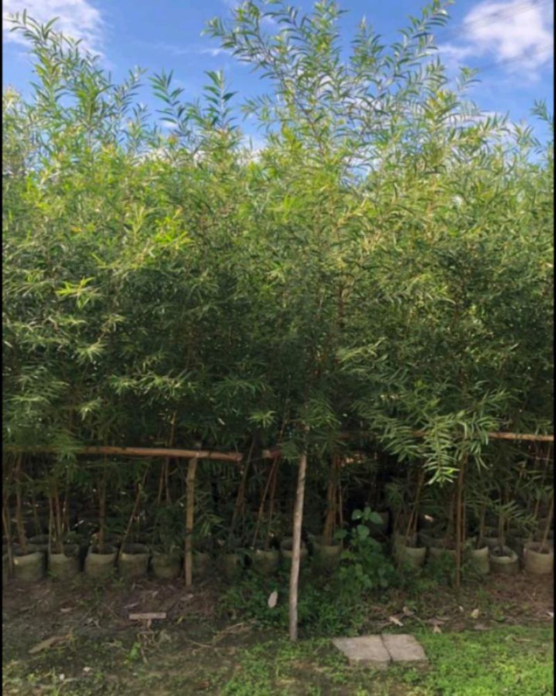 台湾相思苗