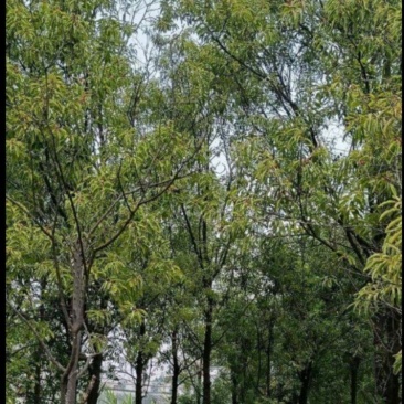 檀香苗