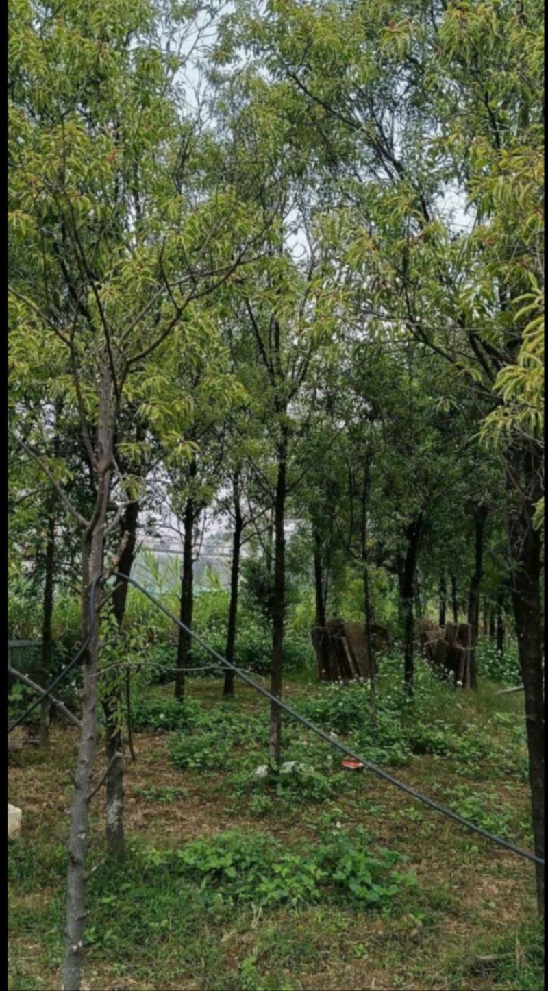 檀香苗