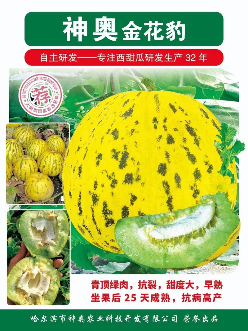 神奥金花豹甜瓜种子早熟抗病绿肉口感好产量高抗逆性强