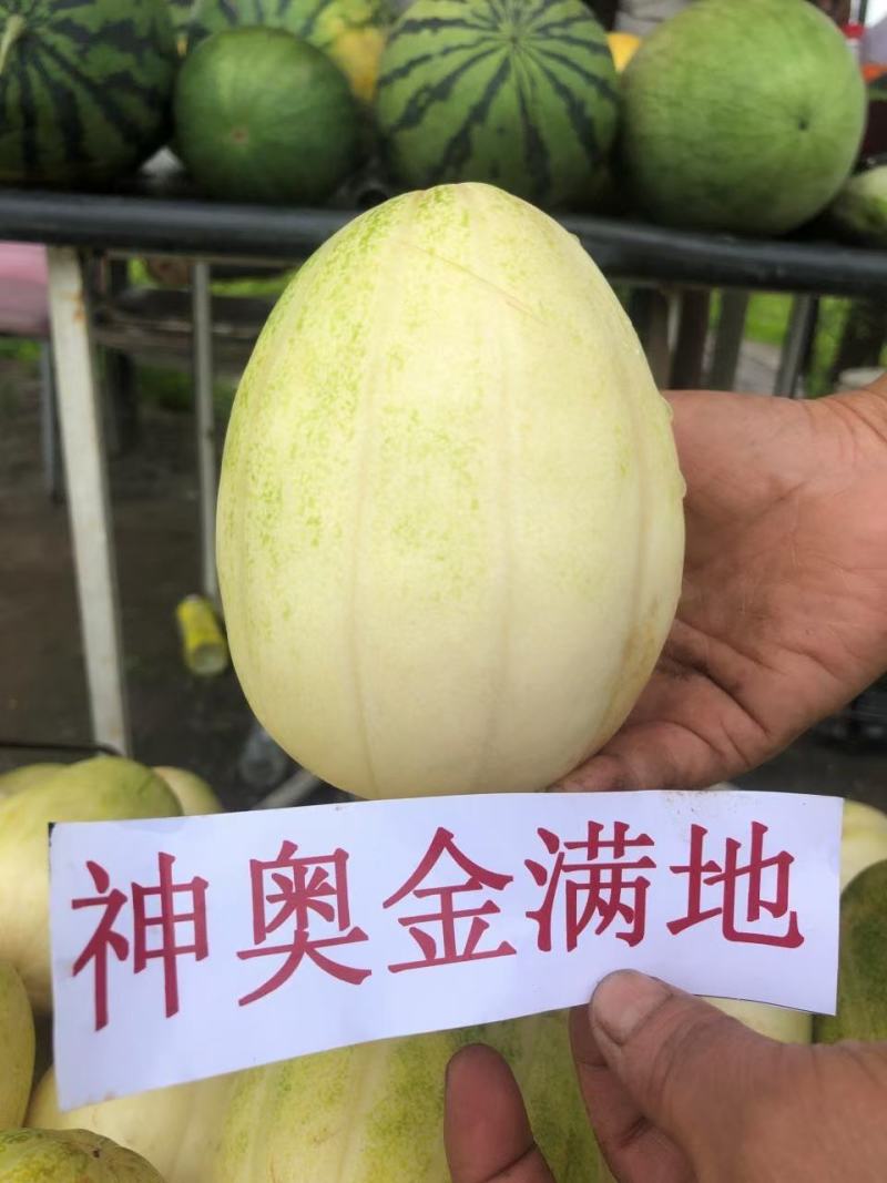 神奥金花豹甜瓜种子早熟抗病绿肉口感好产量高抗逆性强