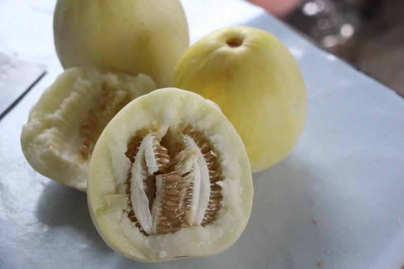神奥金花豹甜瓜种子早熟抗病绿肉口感好产量高抗逆性强