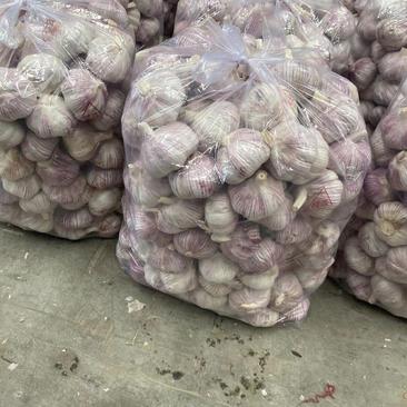 金乡紫皮大蒜，支持各种包装，商超团购外贸代发全国各大市场