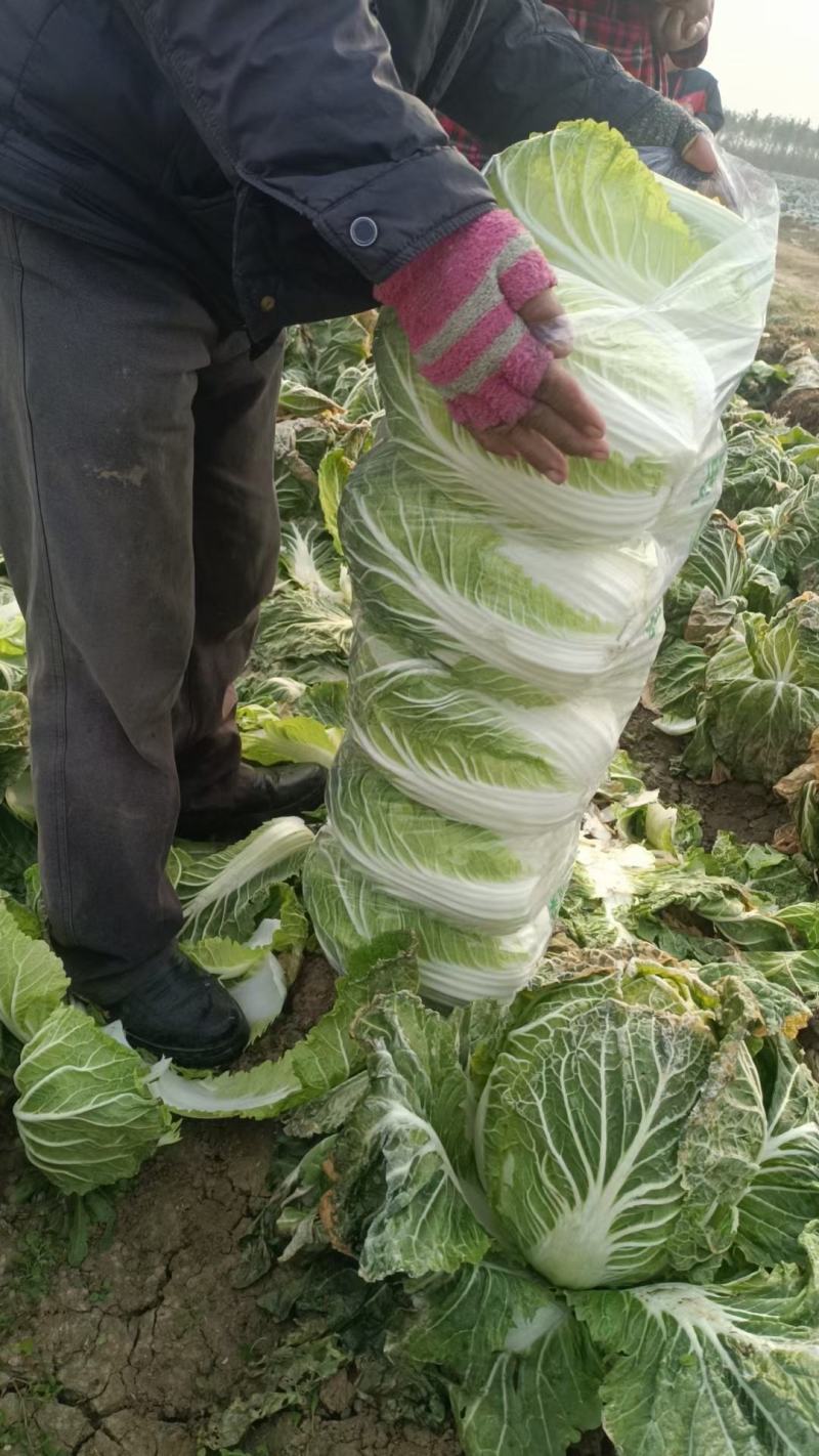白菜可对接商超,市场,食堂等一手货源全国发货