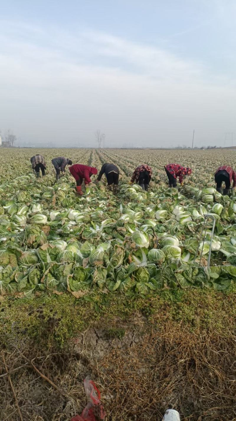 白菜可对接商超,市场,食堂等一手货源全国发货
