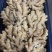 【精品】小黄姜大黄姜泥姜水洗姜姜巴货源充足