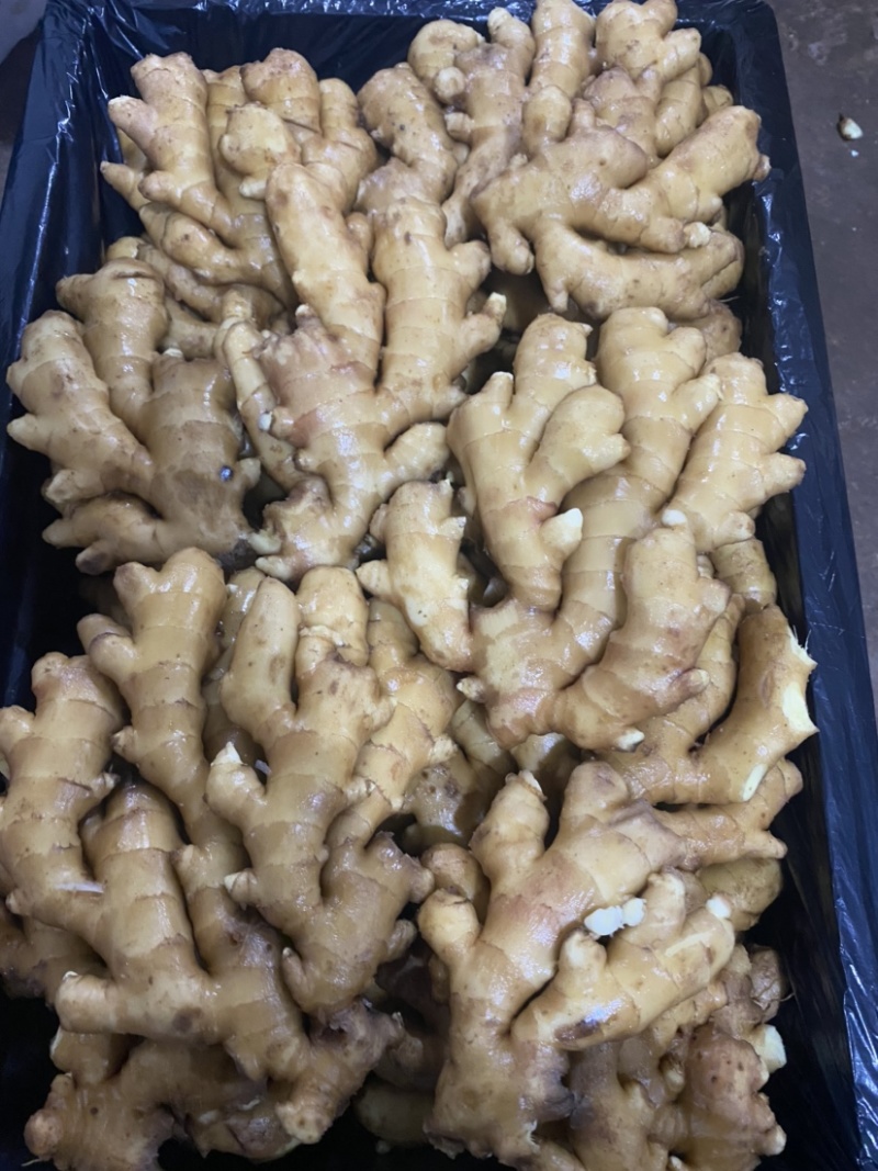 【精品】小黄姜大黄姜泥姜水洗姜姜巴货源充足